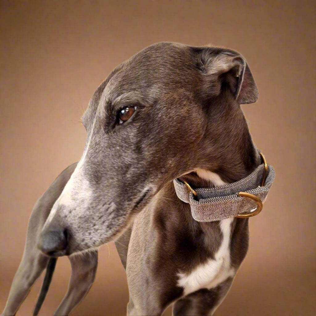 sighthound martingale collars