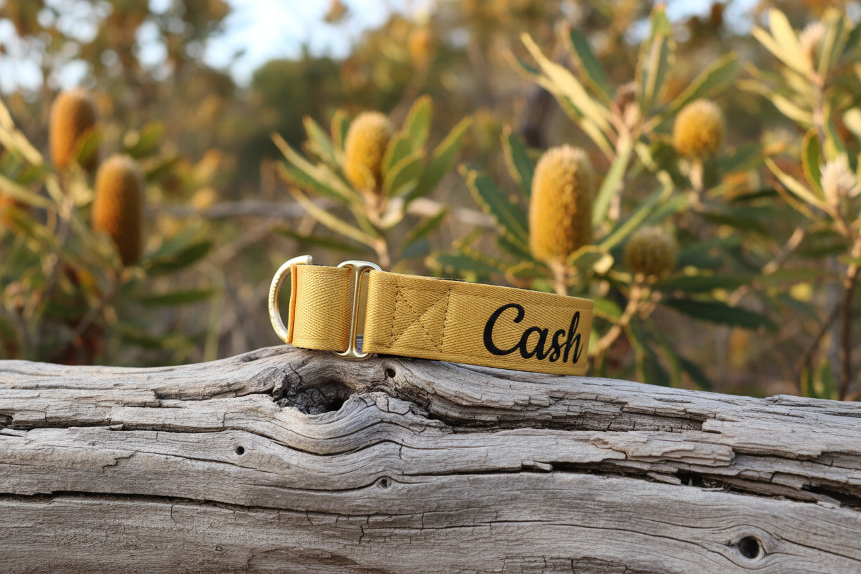 Yellow Martingale Dog Collar – Padded, personalised with Dog’s Name Optional