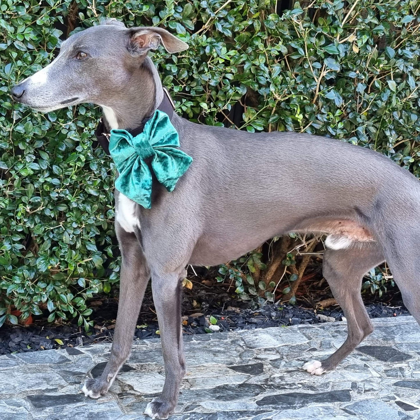 Black Christmas Holly dog bow tie