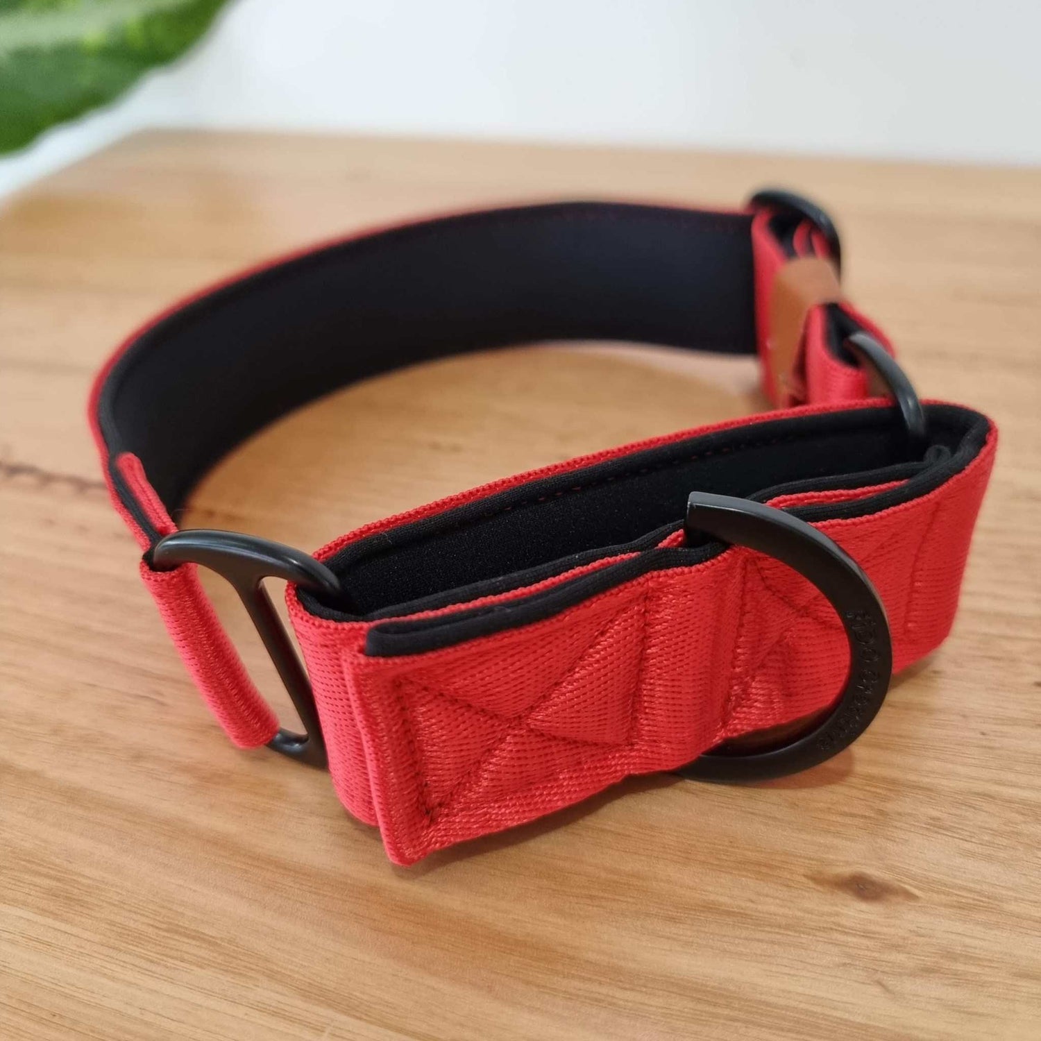 Red greyhound martingale collar