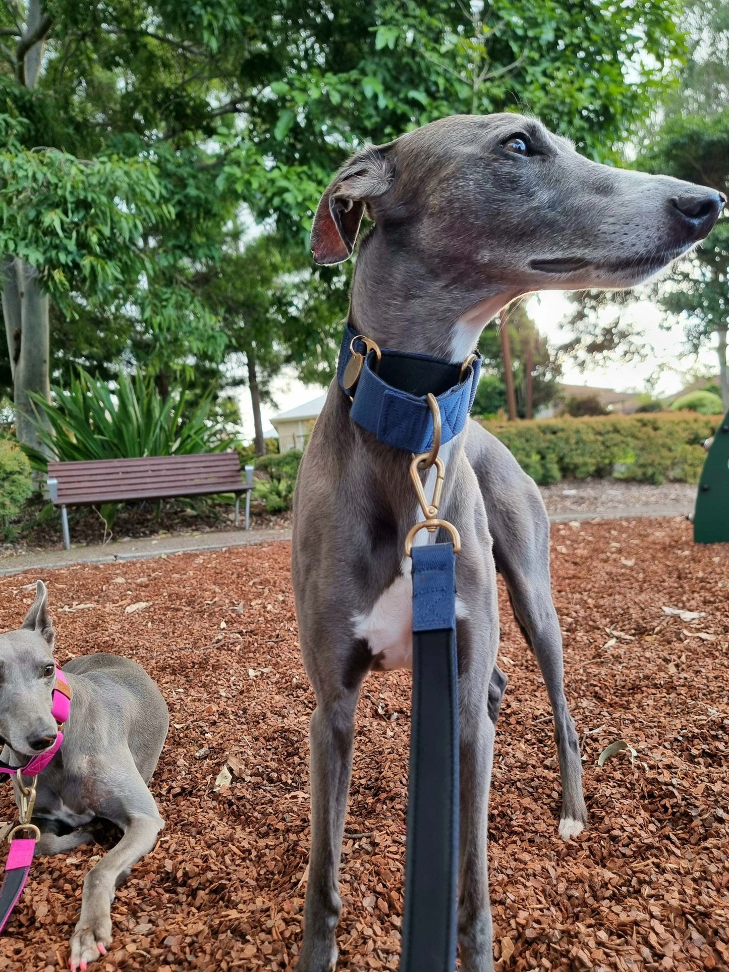 navy blue whippet collar