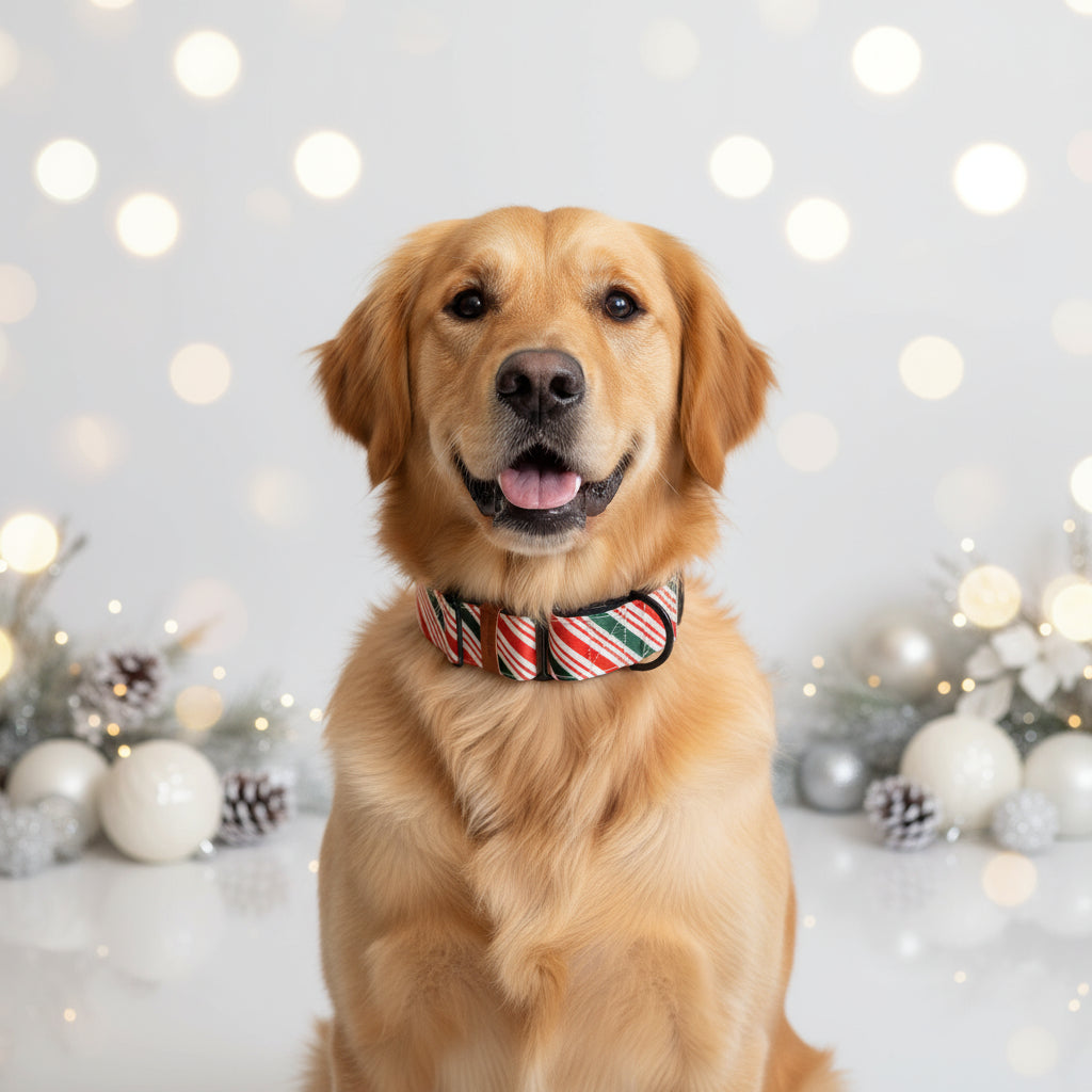 Candy Cane Christmas Martingale Collar – Padded for Comfort