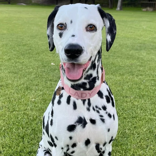 Dalmatian collar
