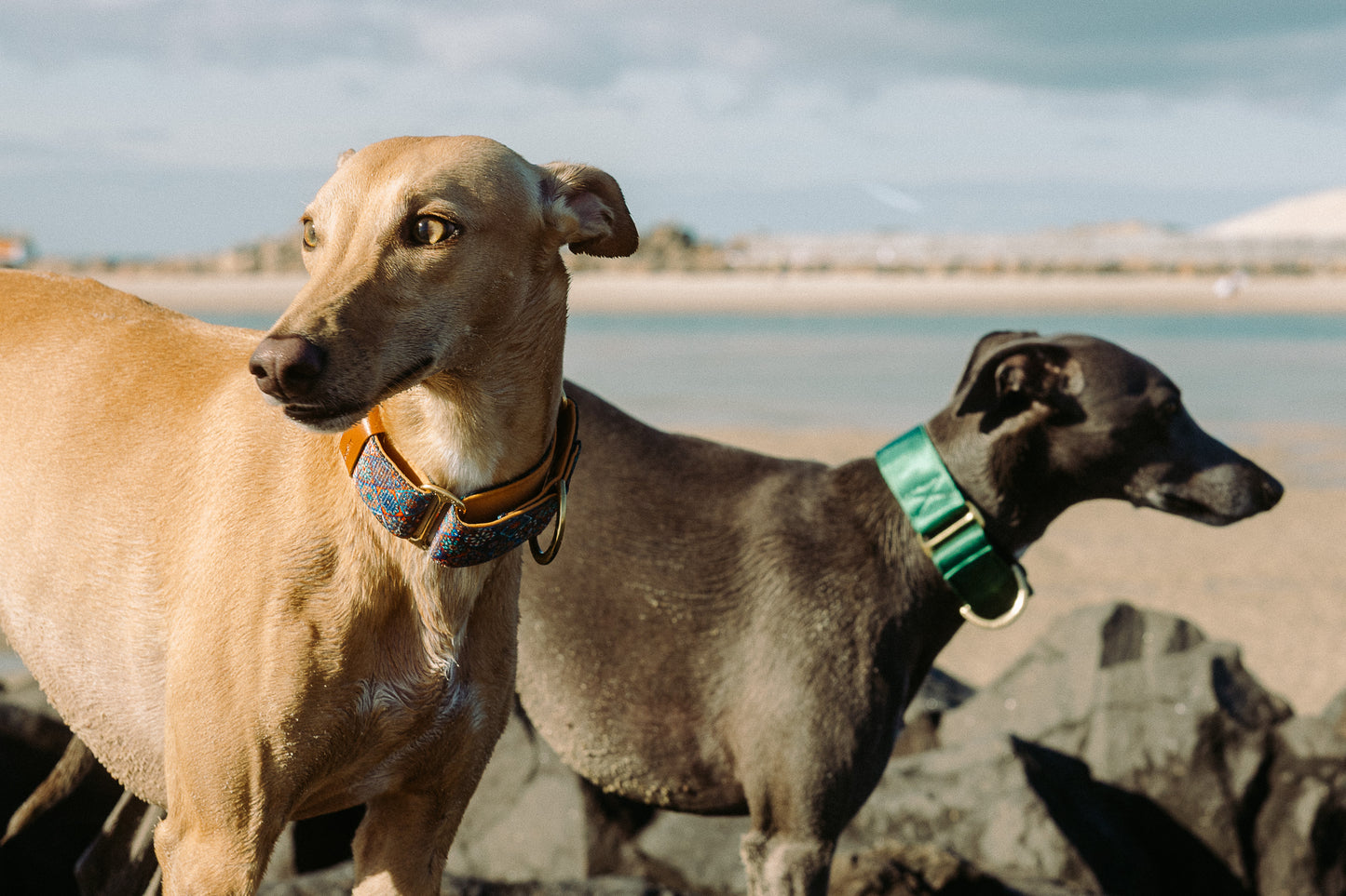 Martingale Dog Collar – Mosaic Pattern, Soft Neoprene Padding, Adjustable Training Collar with Brass Hardware