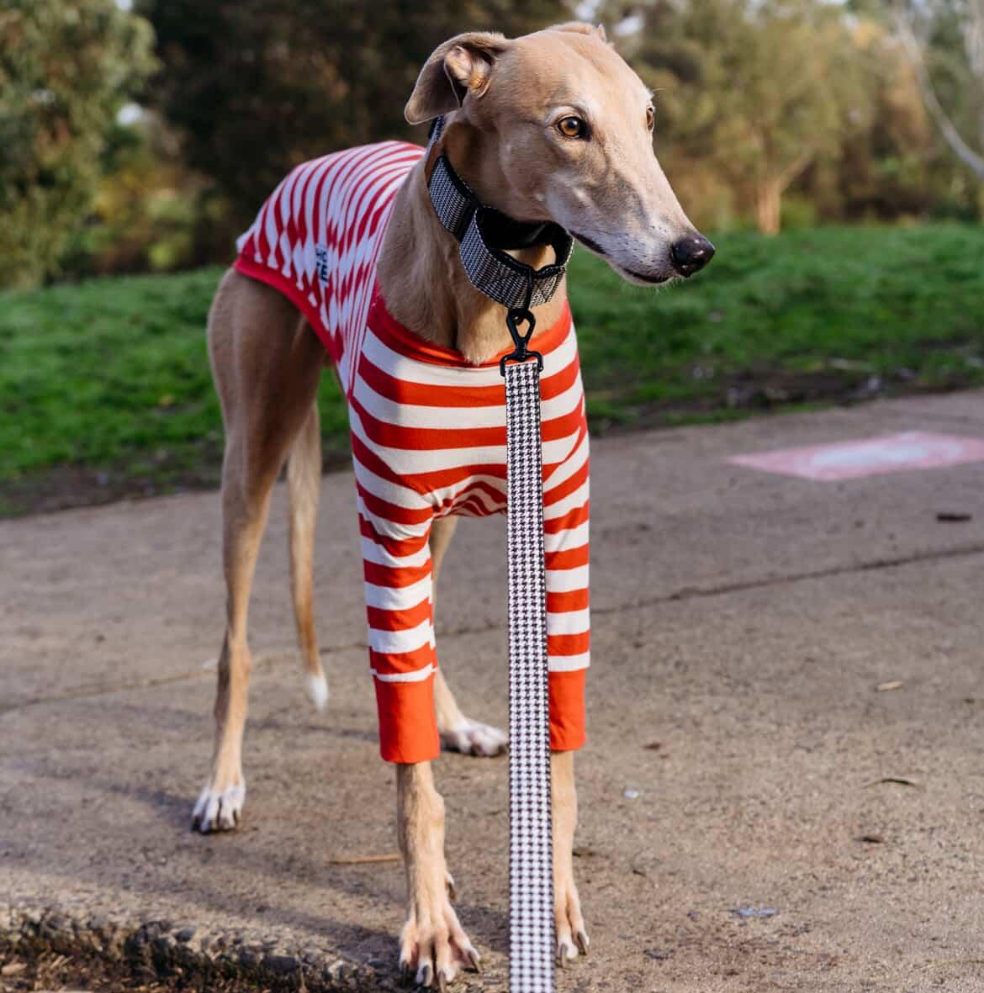 greyhound wearing houndstooth martingale dog collar and leash