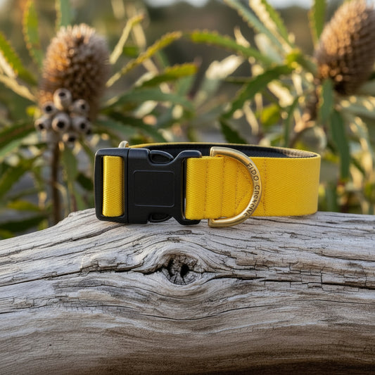 Yellow dog collar with gold buckle on a wooden log with plants in the background