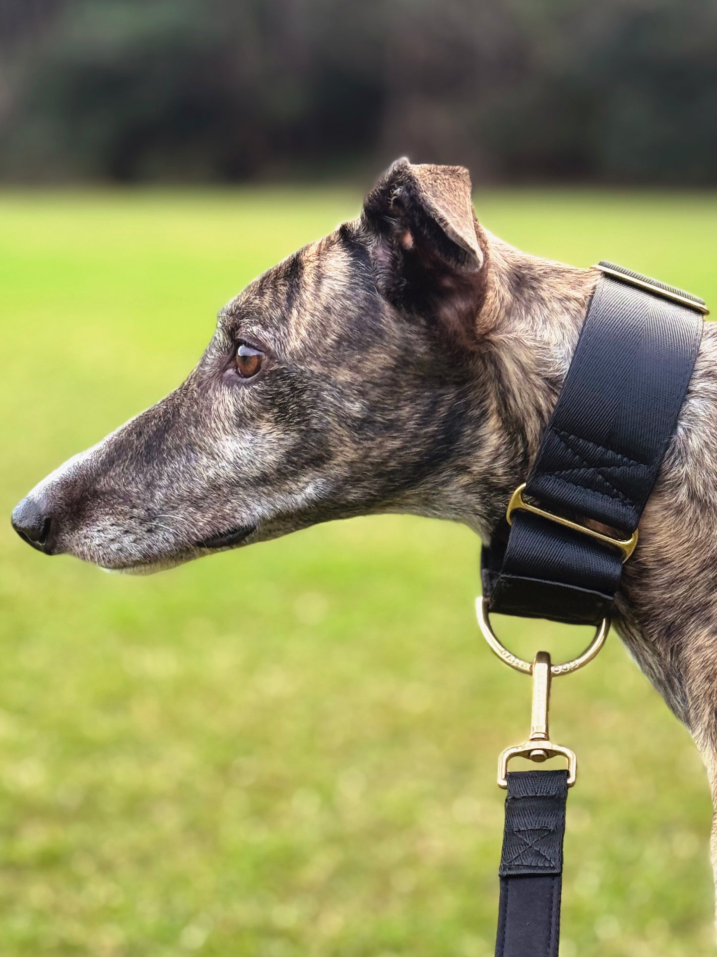 Black Martingale Dog Collar Padded for comfort, Durable for Training