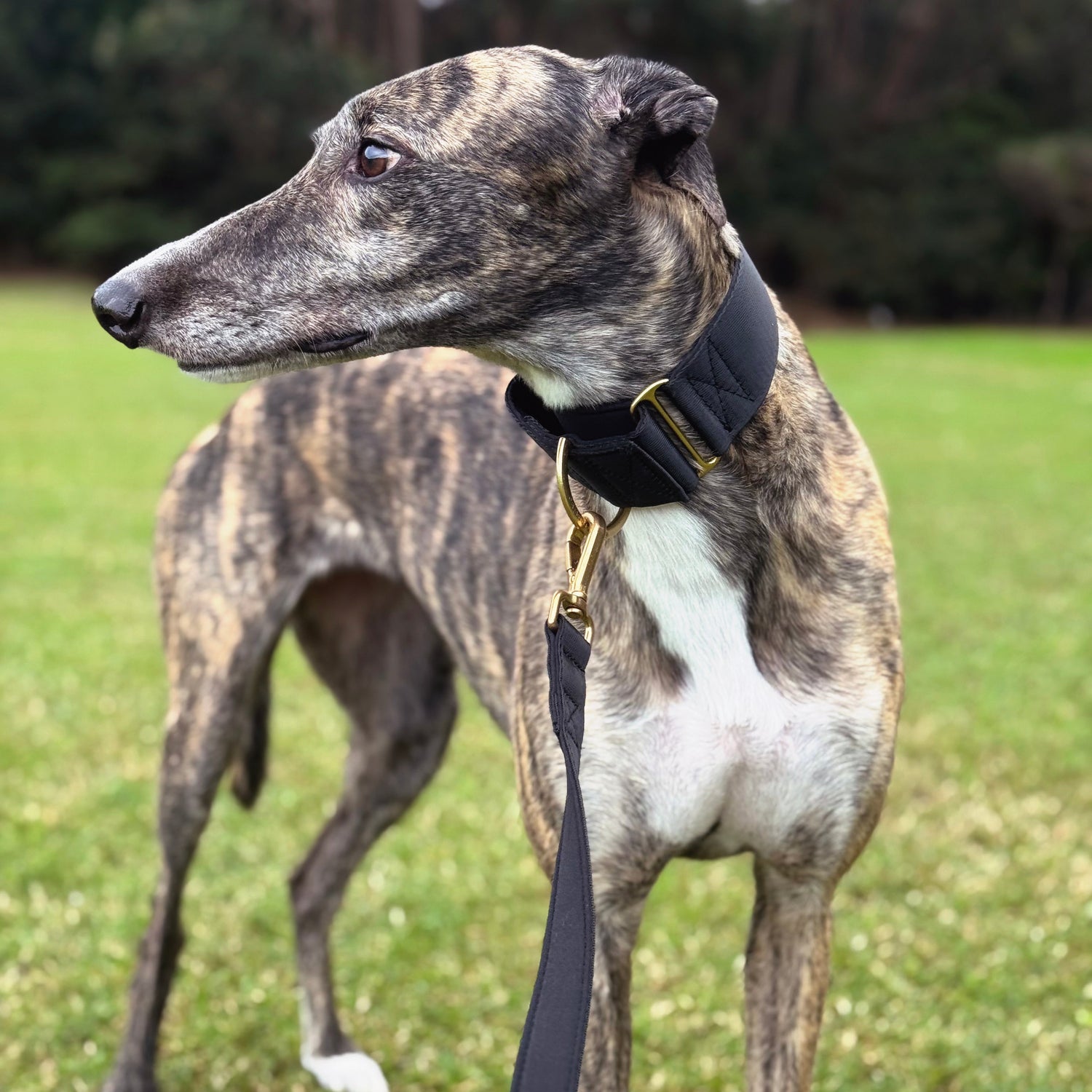 Brindle greyhound wearing black martingale collar & leash in a grassy field