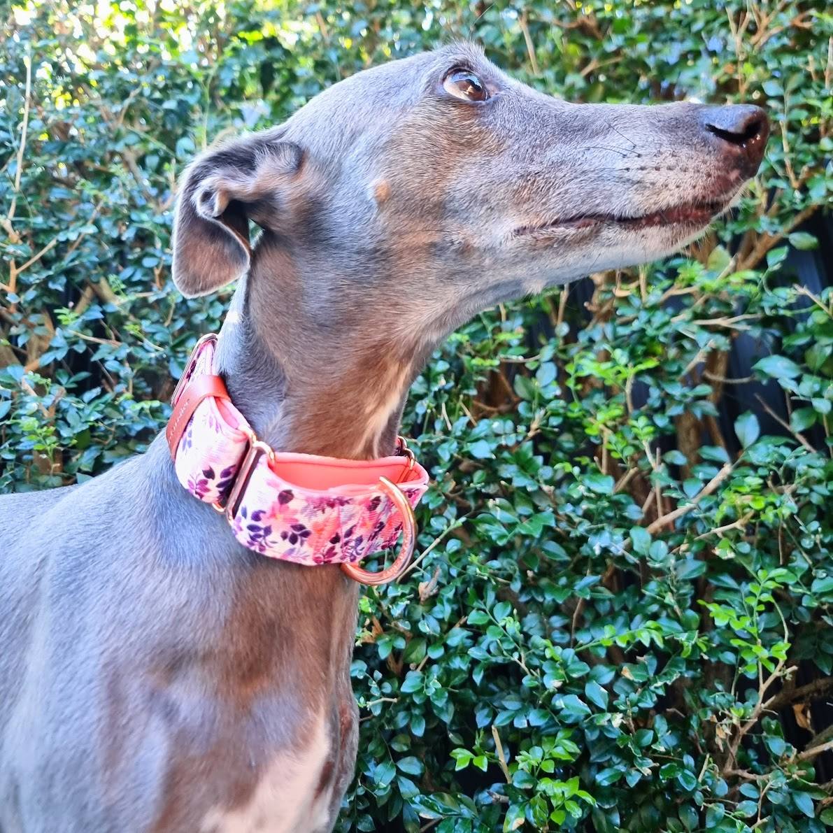 personalised martingale collar for whippets and greyhounds