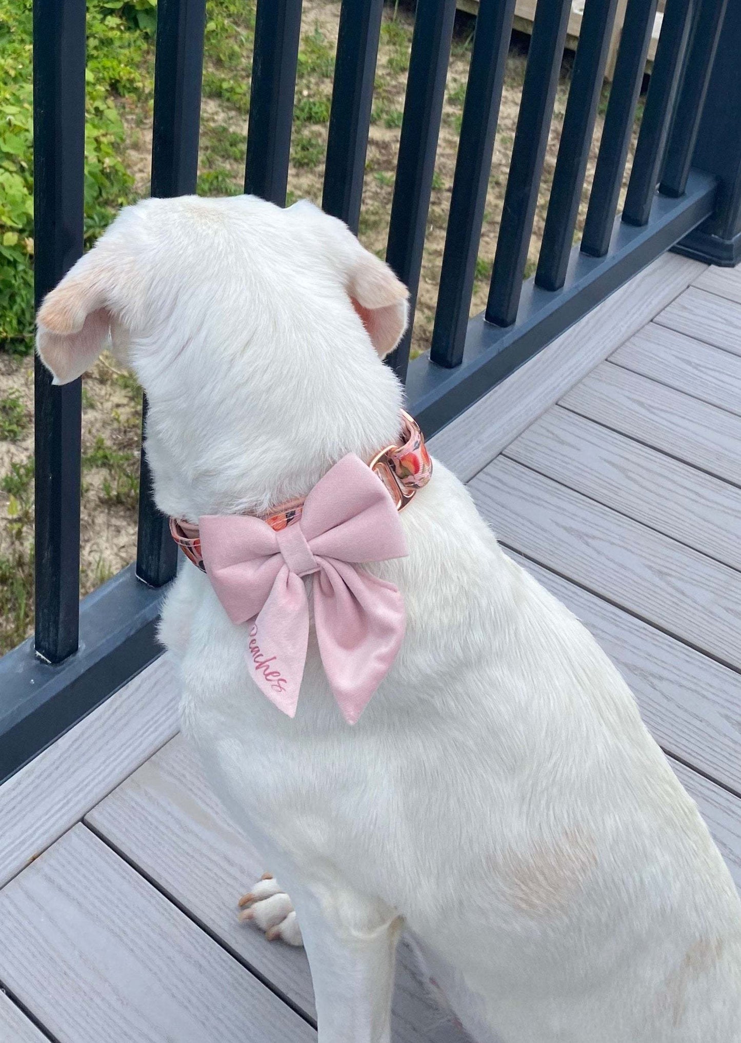 Pink dog bowtie