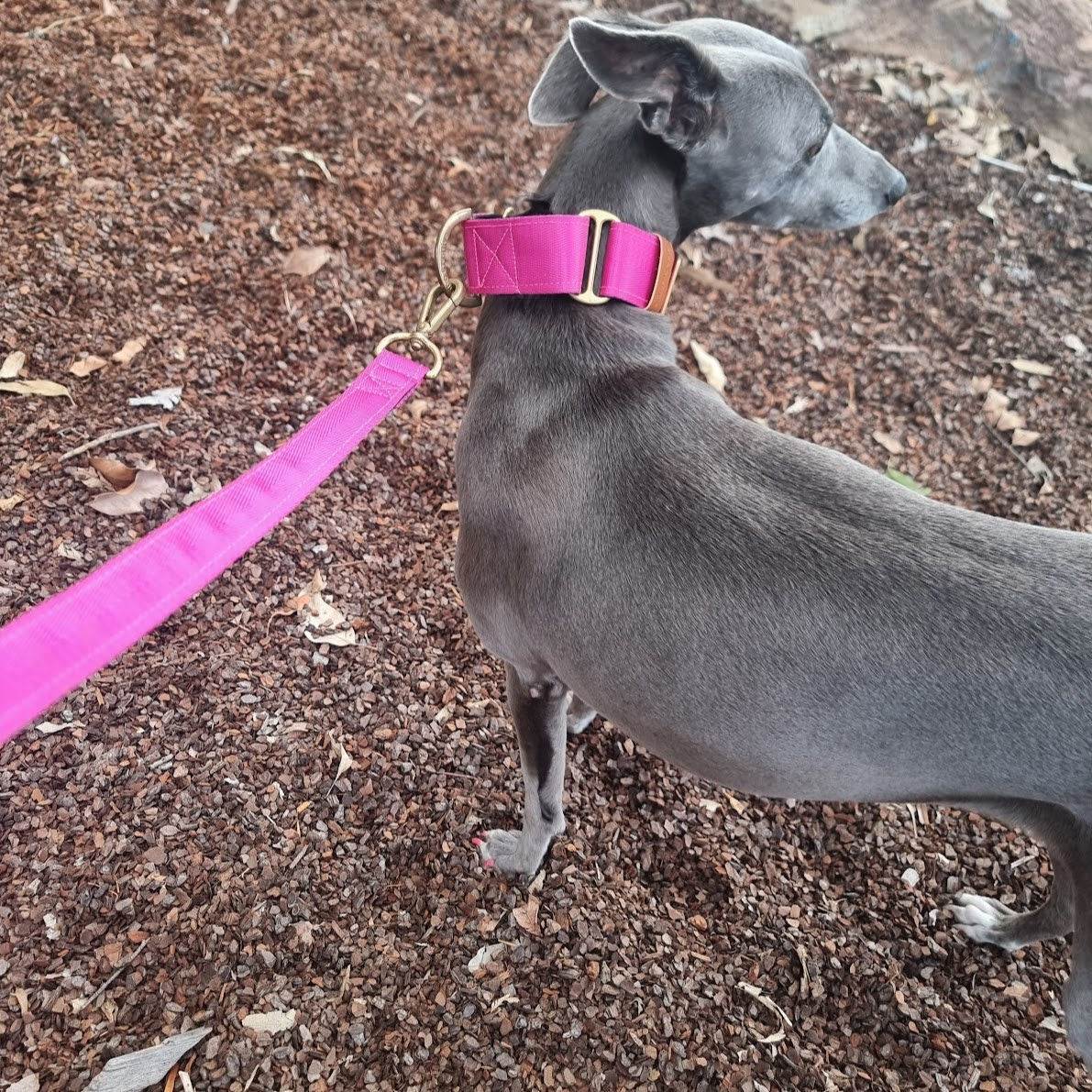 Pink whippet collar and leash