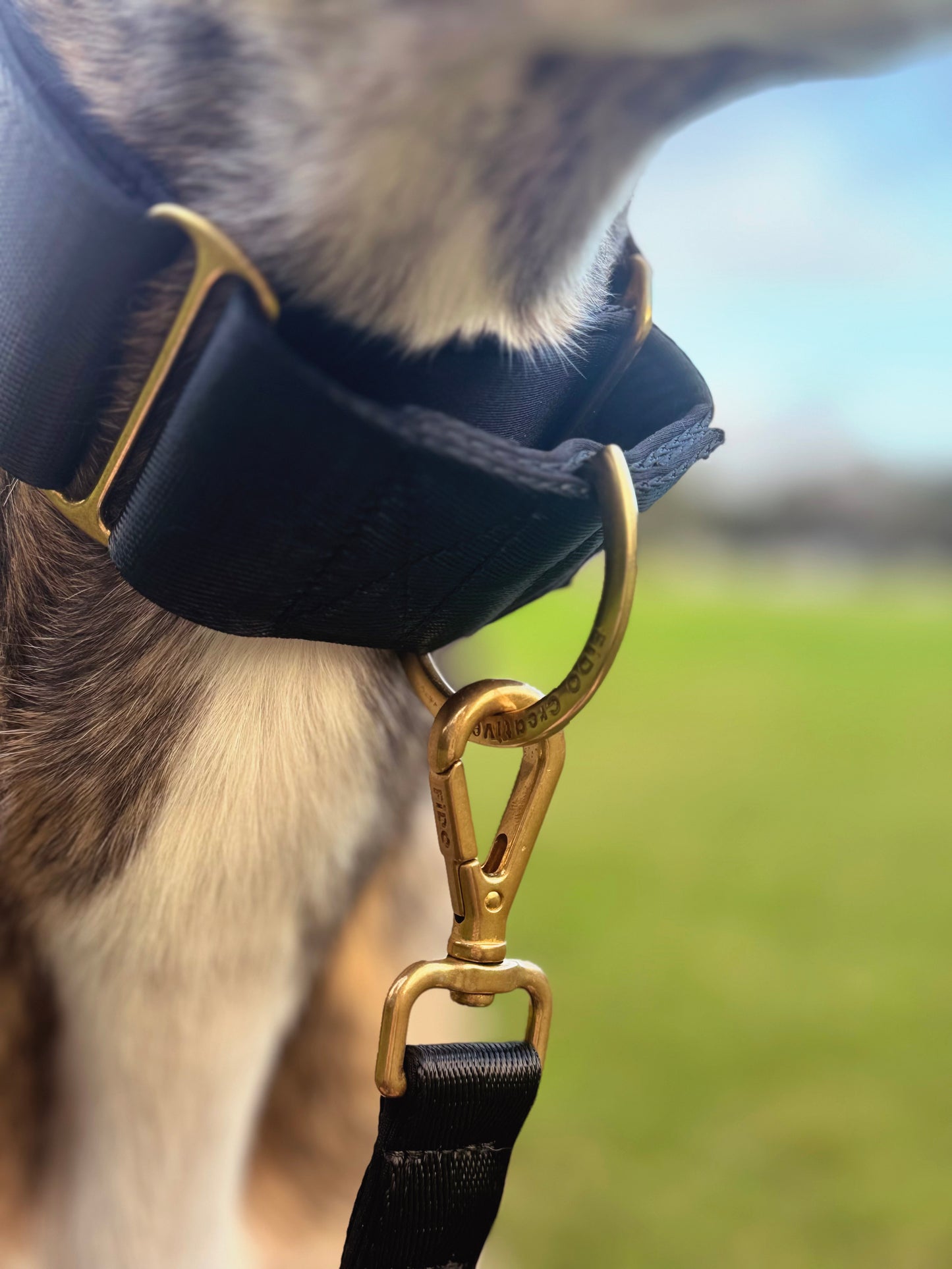 Black dog leash - neoprene padded