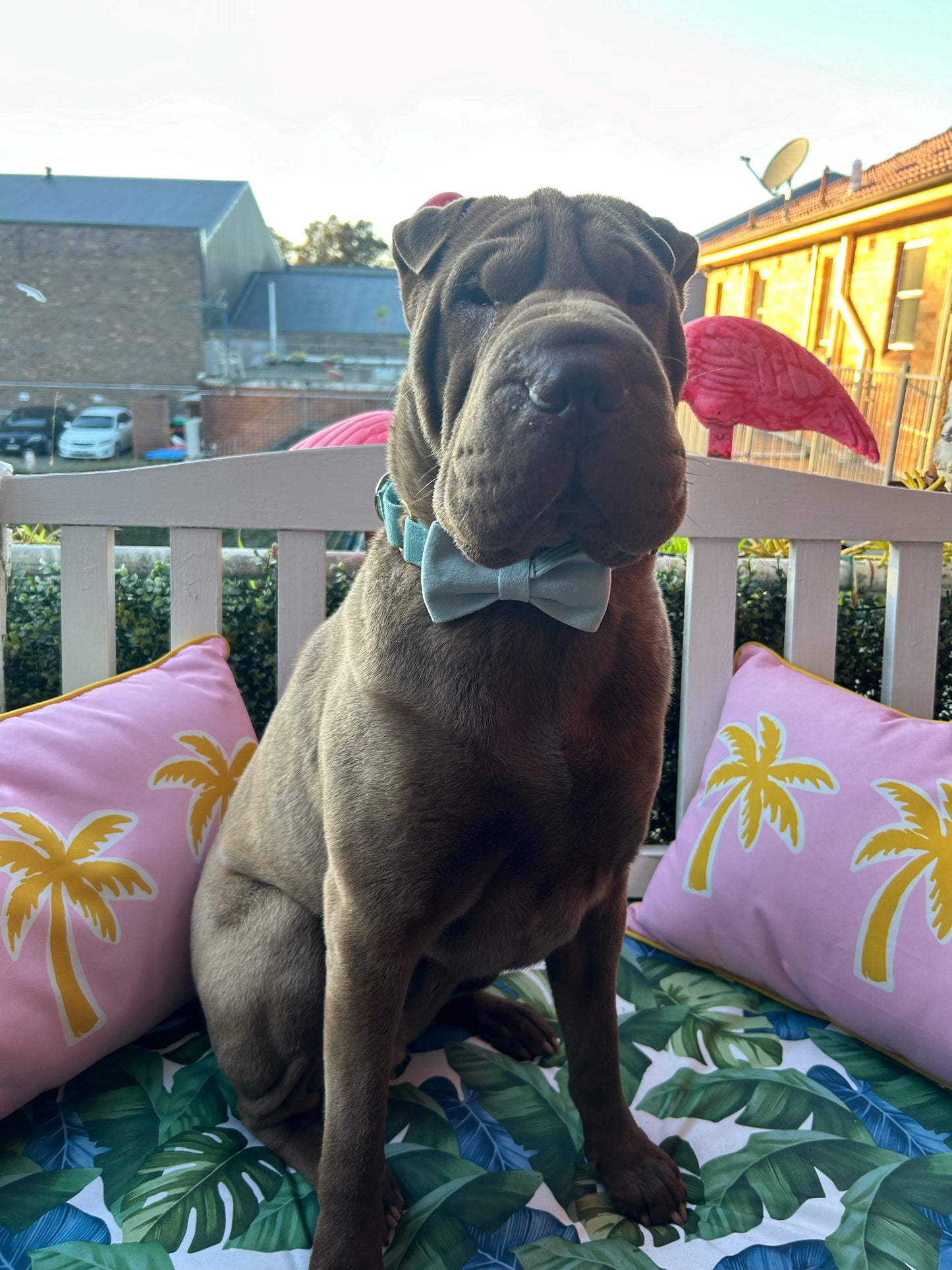 Baby blue velvet dog bow tie