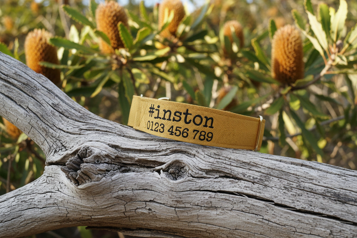 yellow name dog collar