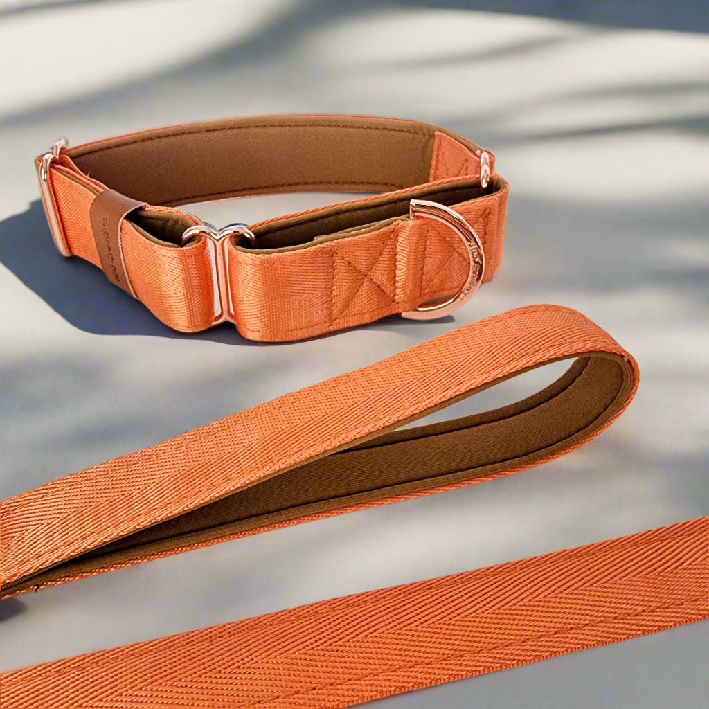 Orange martingale and leash set