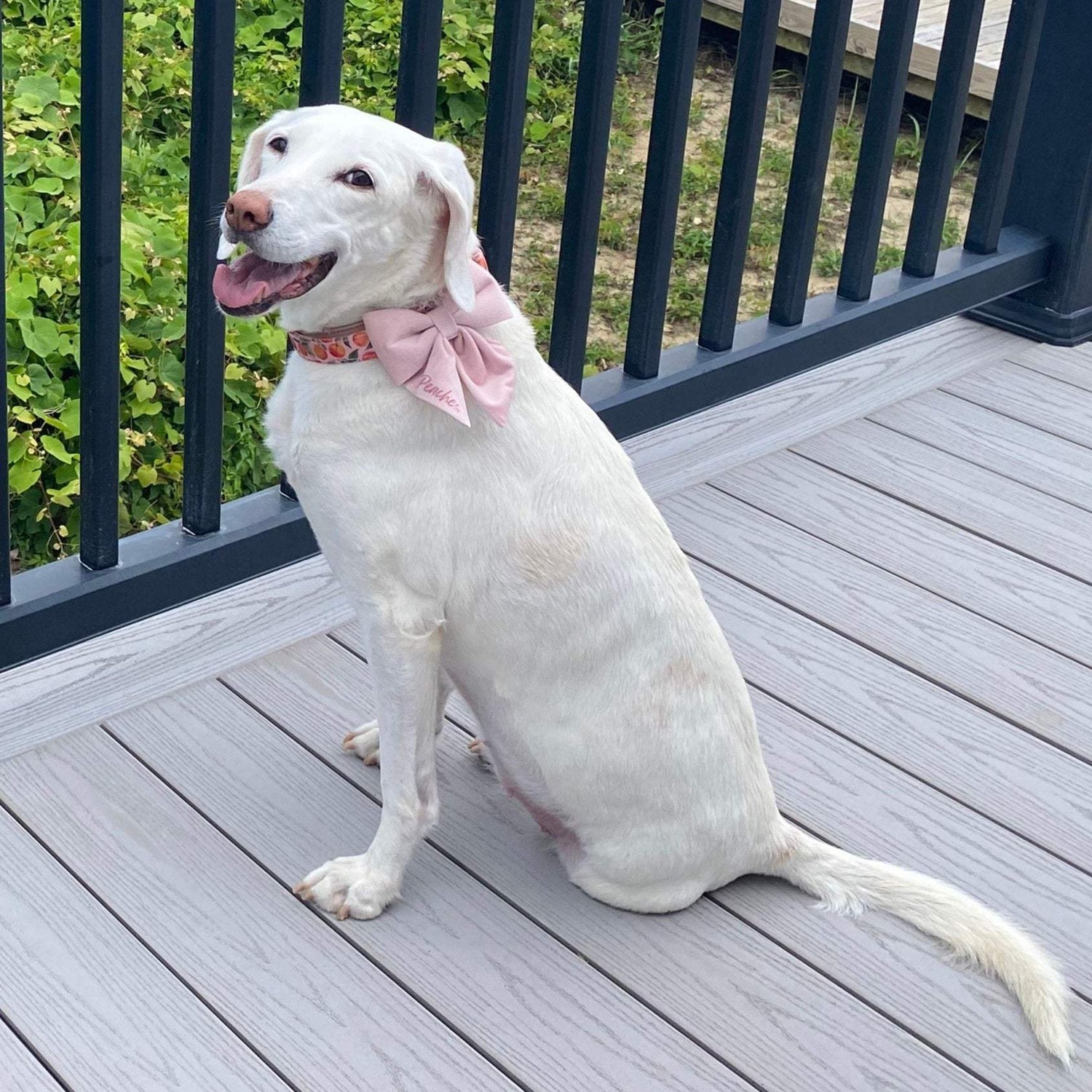 girl dog bow tie