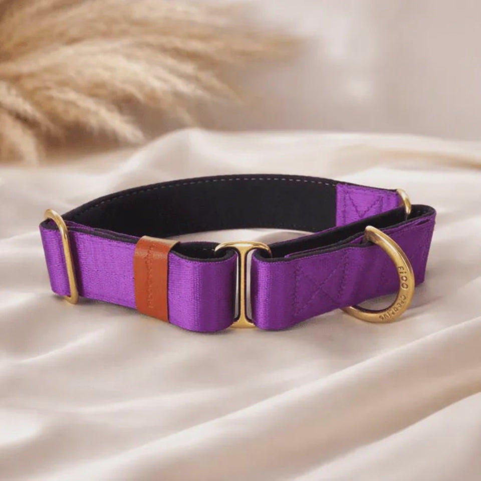 purple dog collar