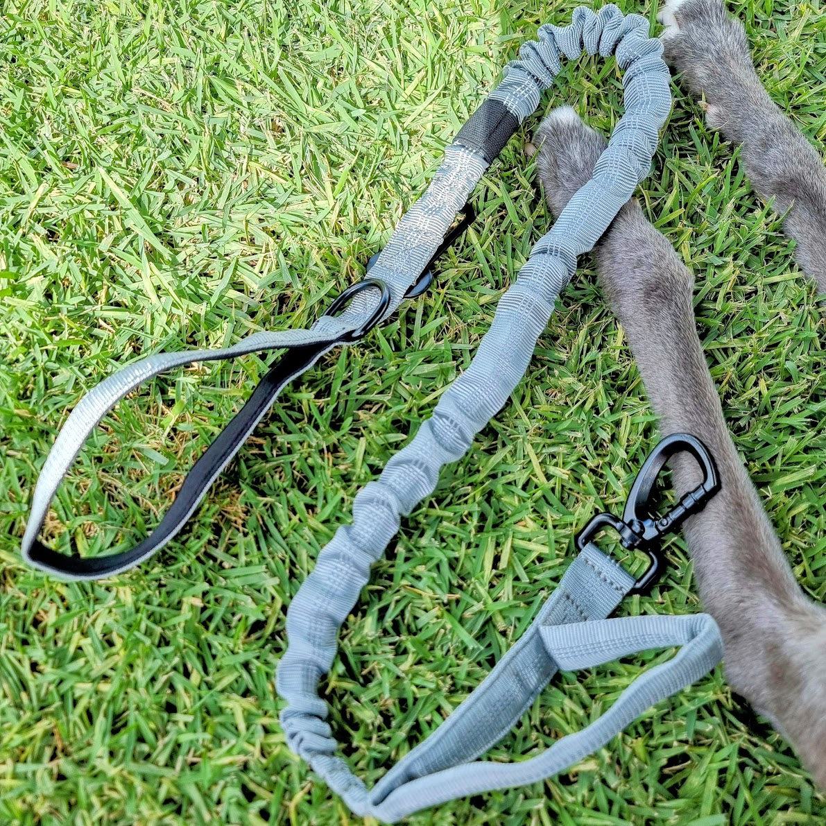 bungee dog leash