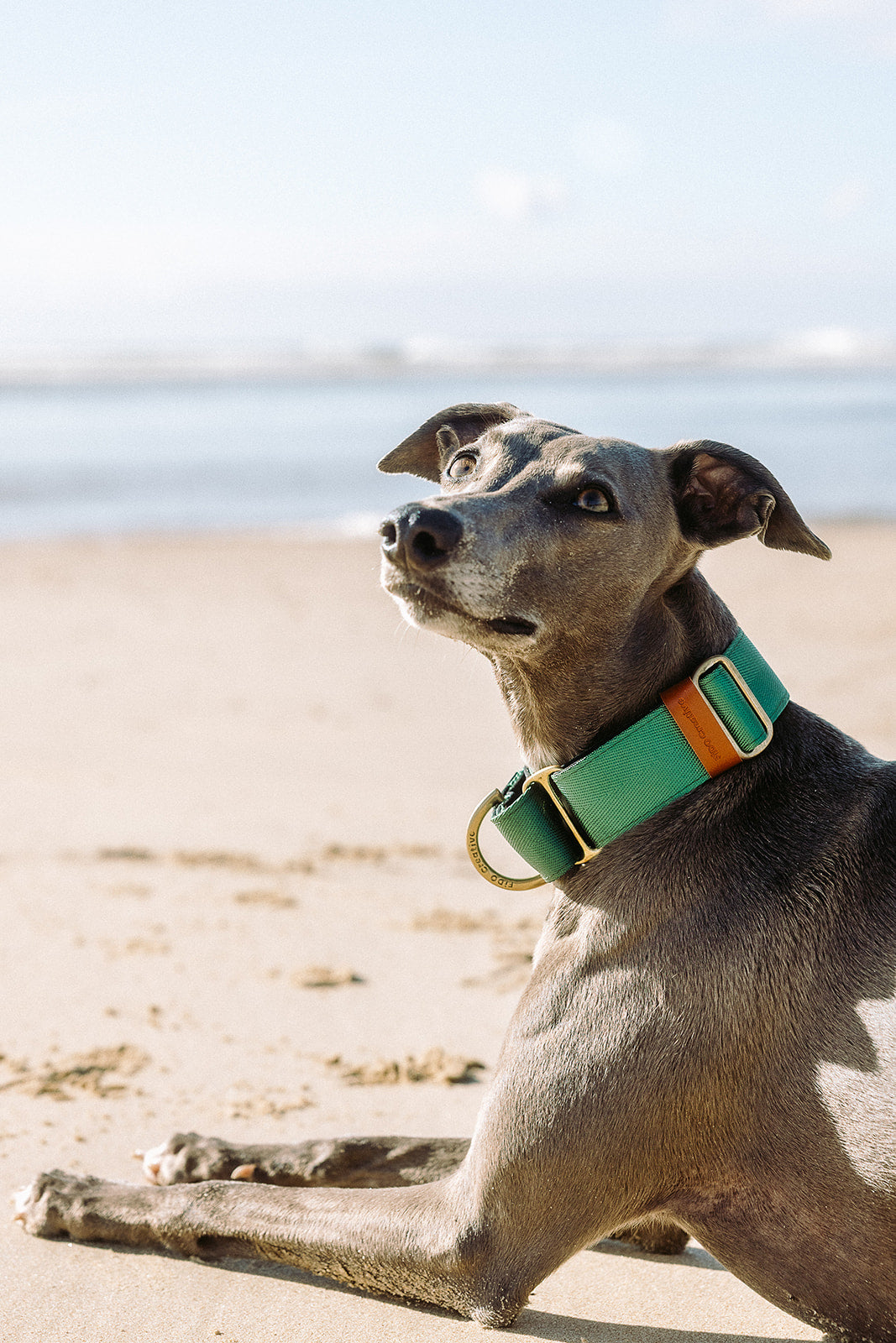 Green Martingale Collar - Padded Dog Collar With Soft Padding, Solid Brass Hardware and optional the option to personalise