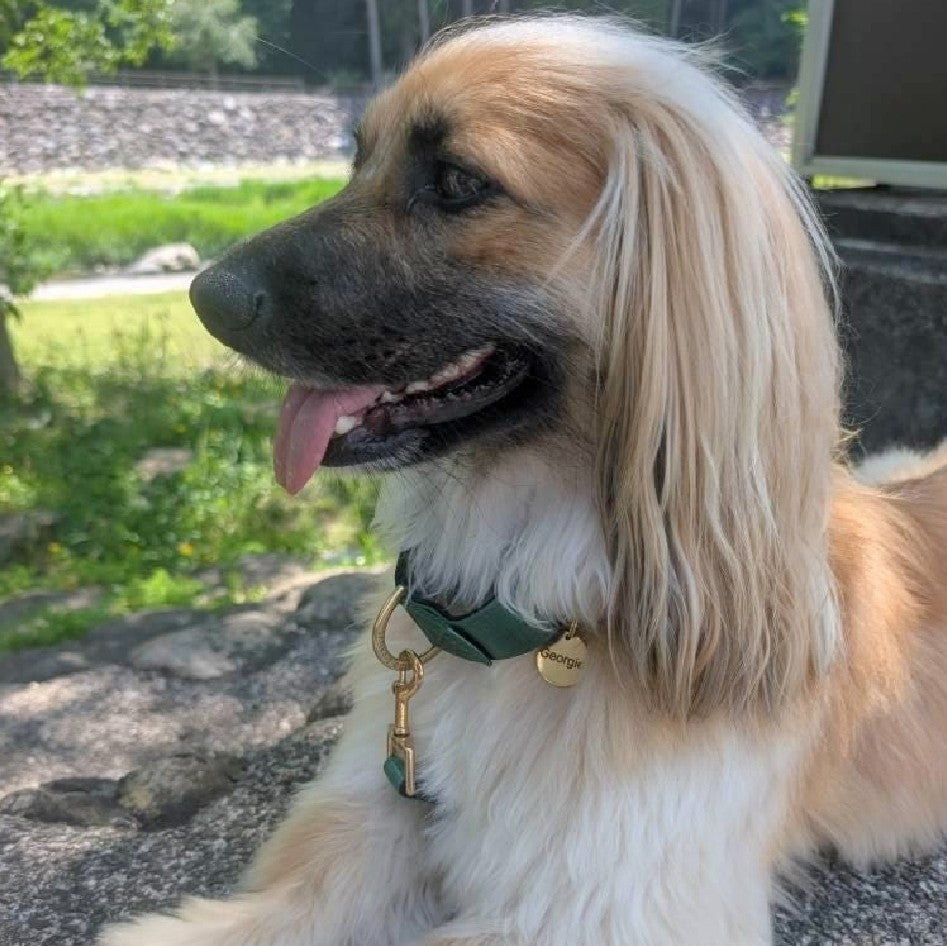 Afghanistan hound wearing martingale collar 
