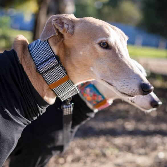 Greyhound martingale collars Australia 