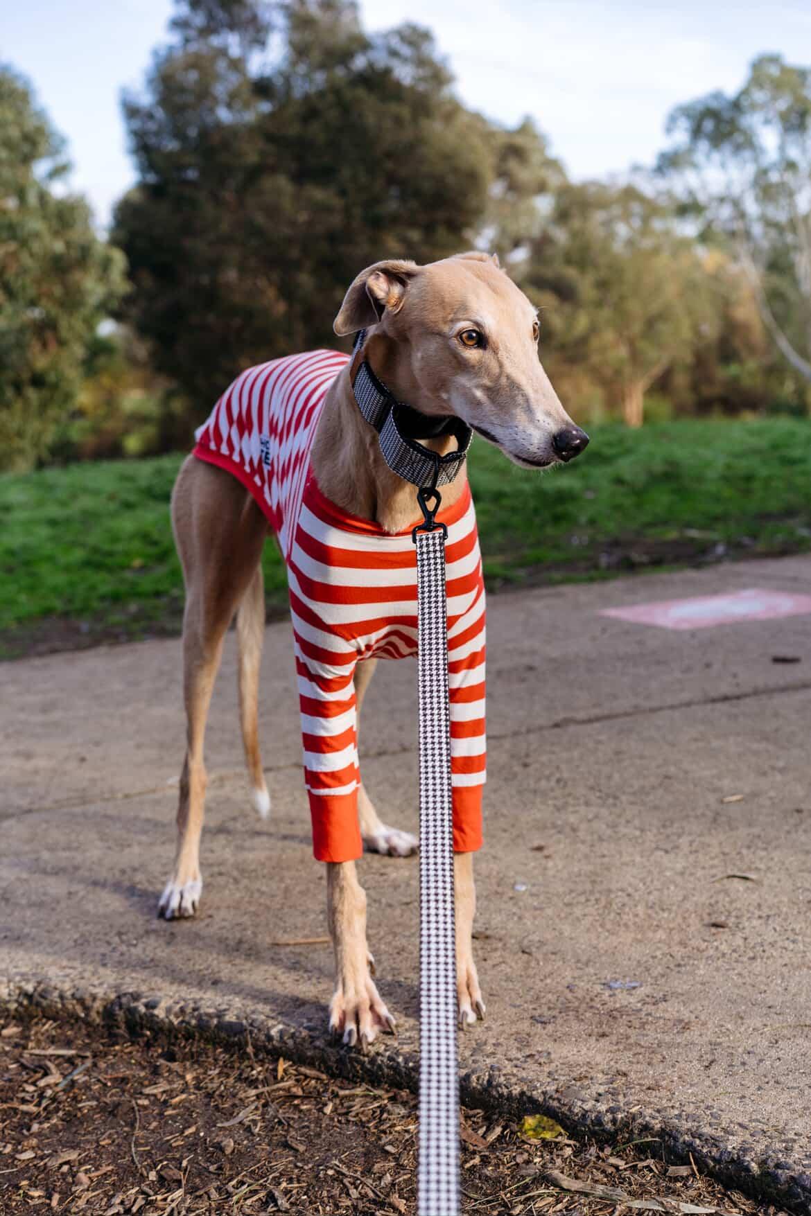 Dog Leash, Houndstooth