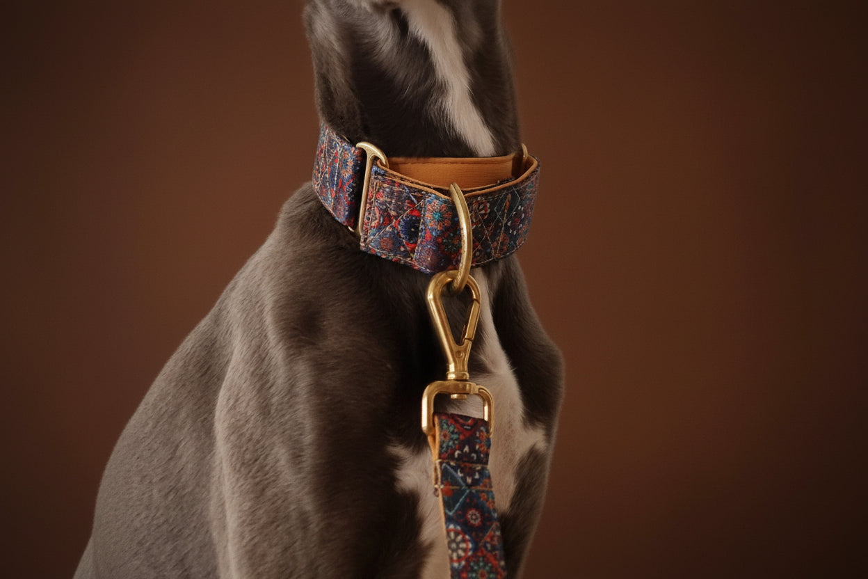 Martingale collar on greyhounds neck