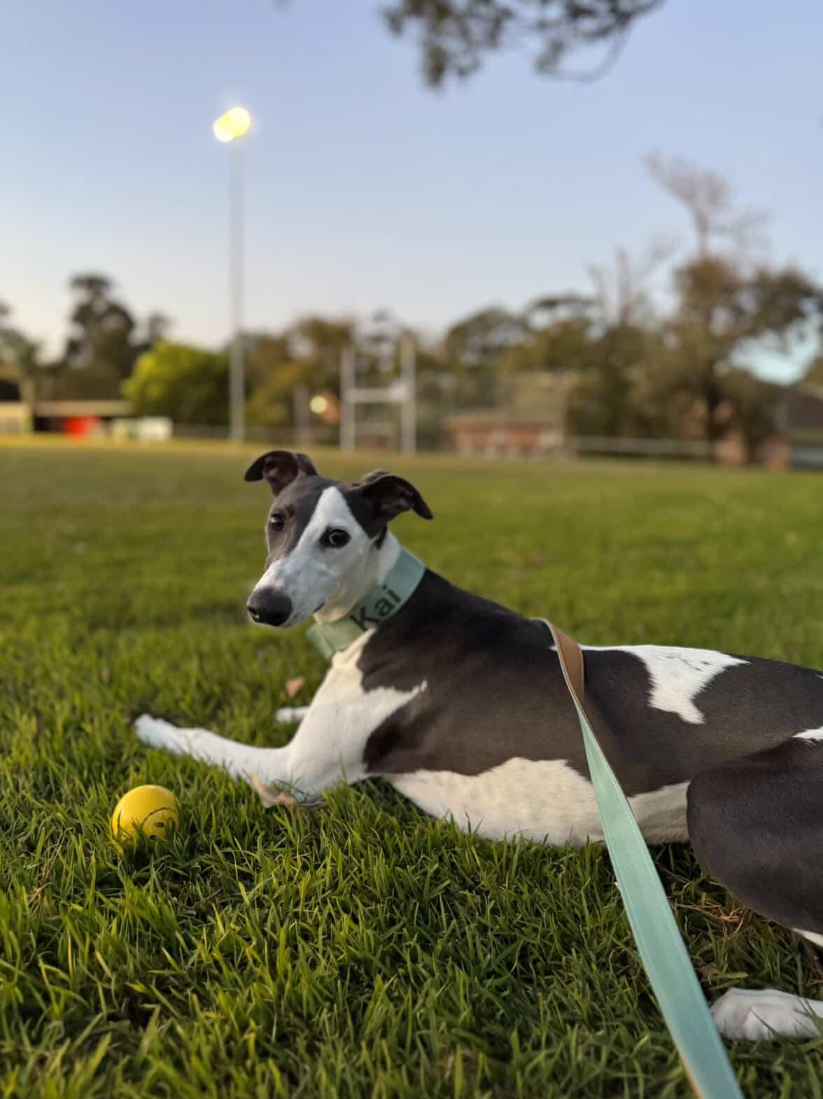 Whippet wearing personalised name dog collar and leash