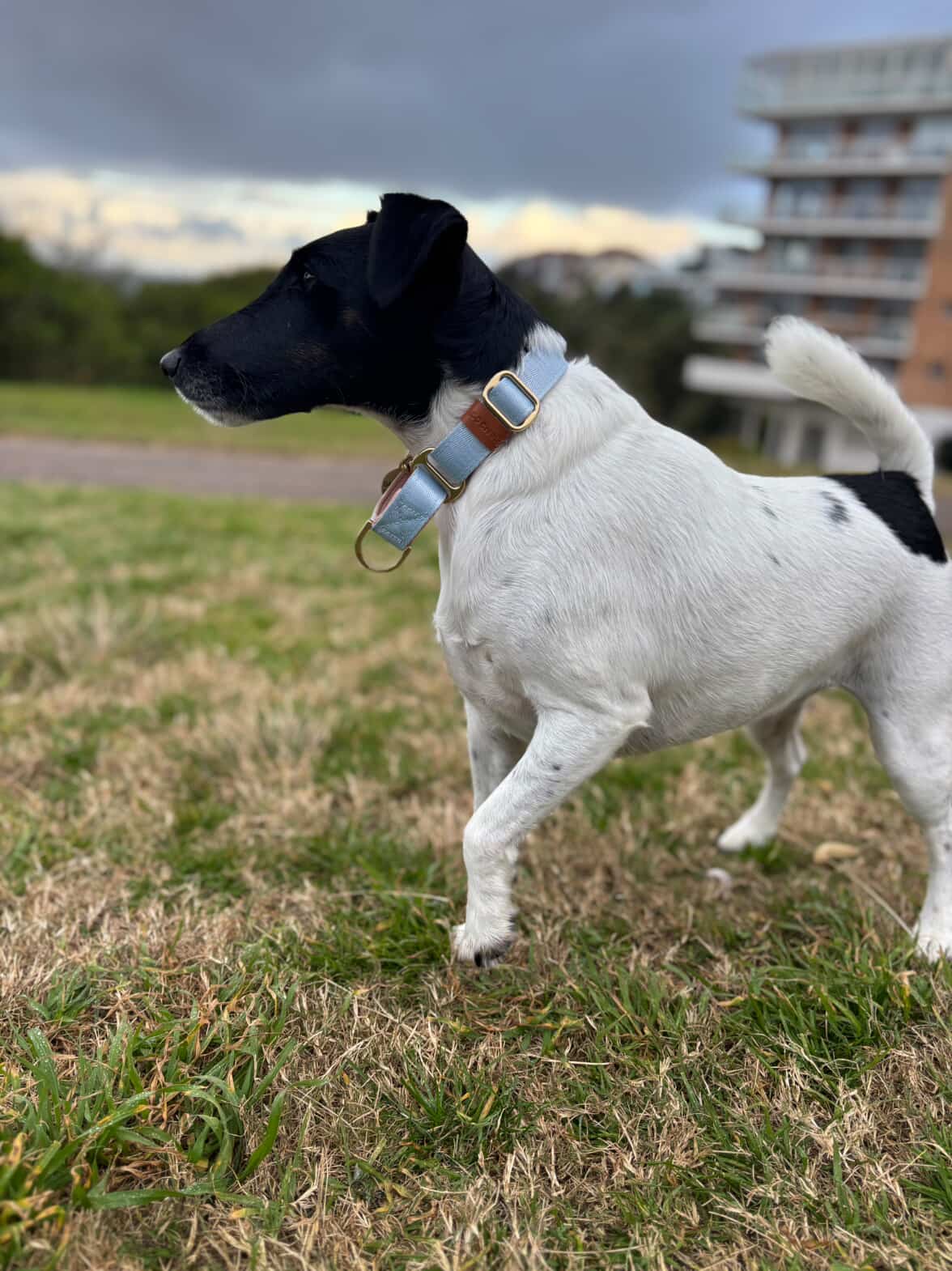 Fox terrier in dog collar
