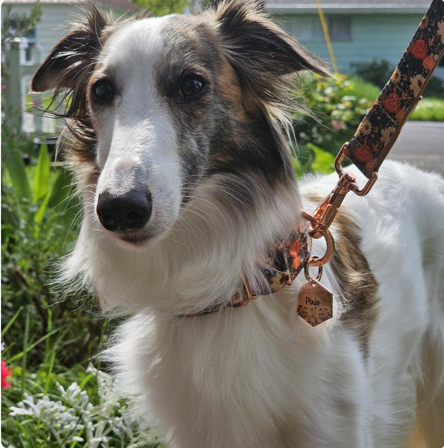 Pixie Pet ID tag - Hexagon