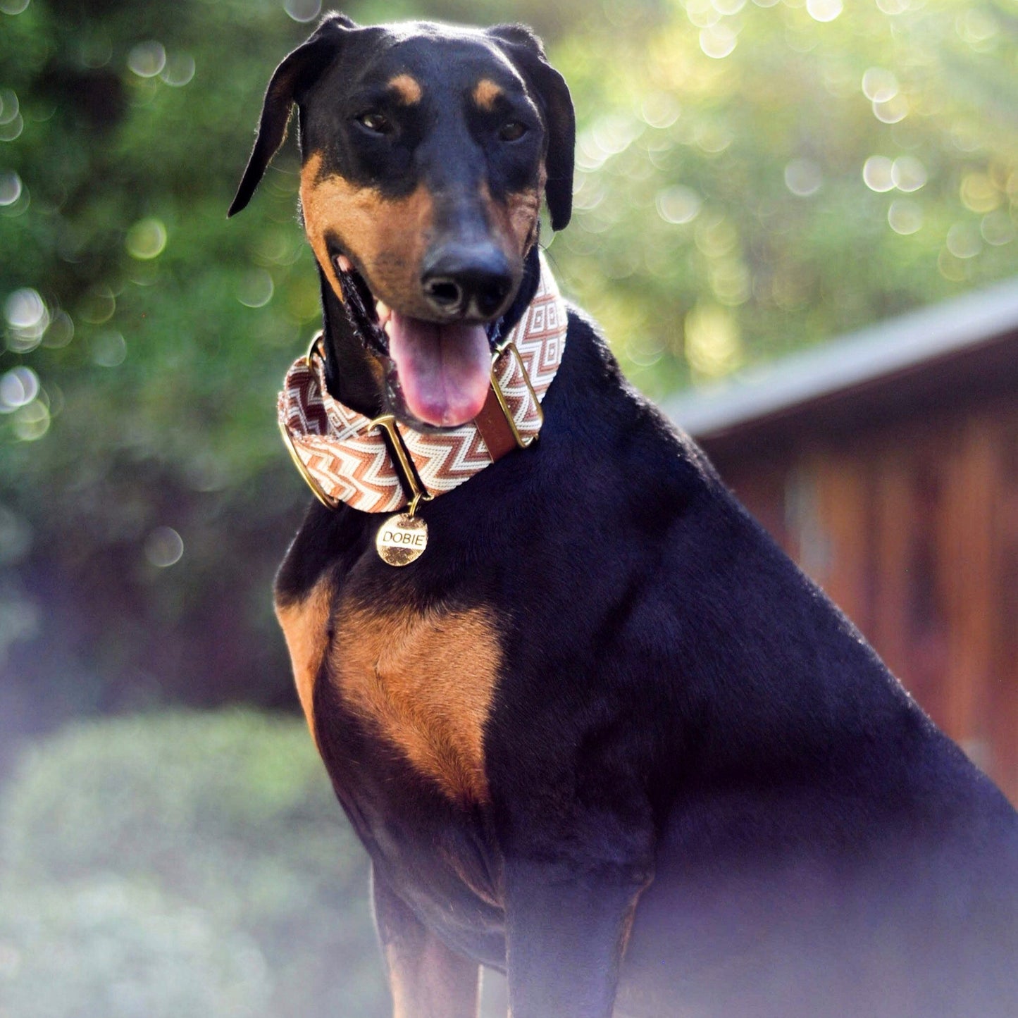 Martingale collar on Doberman