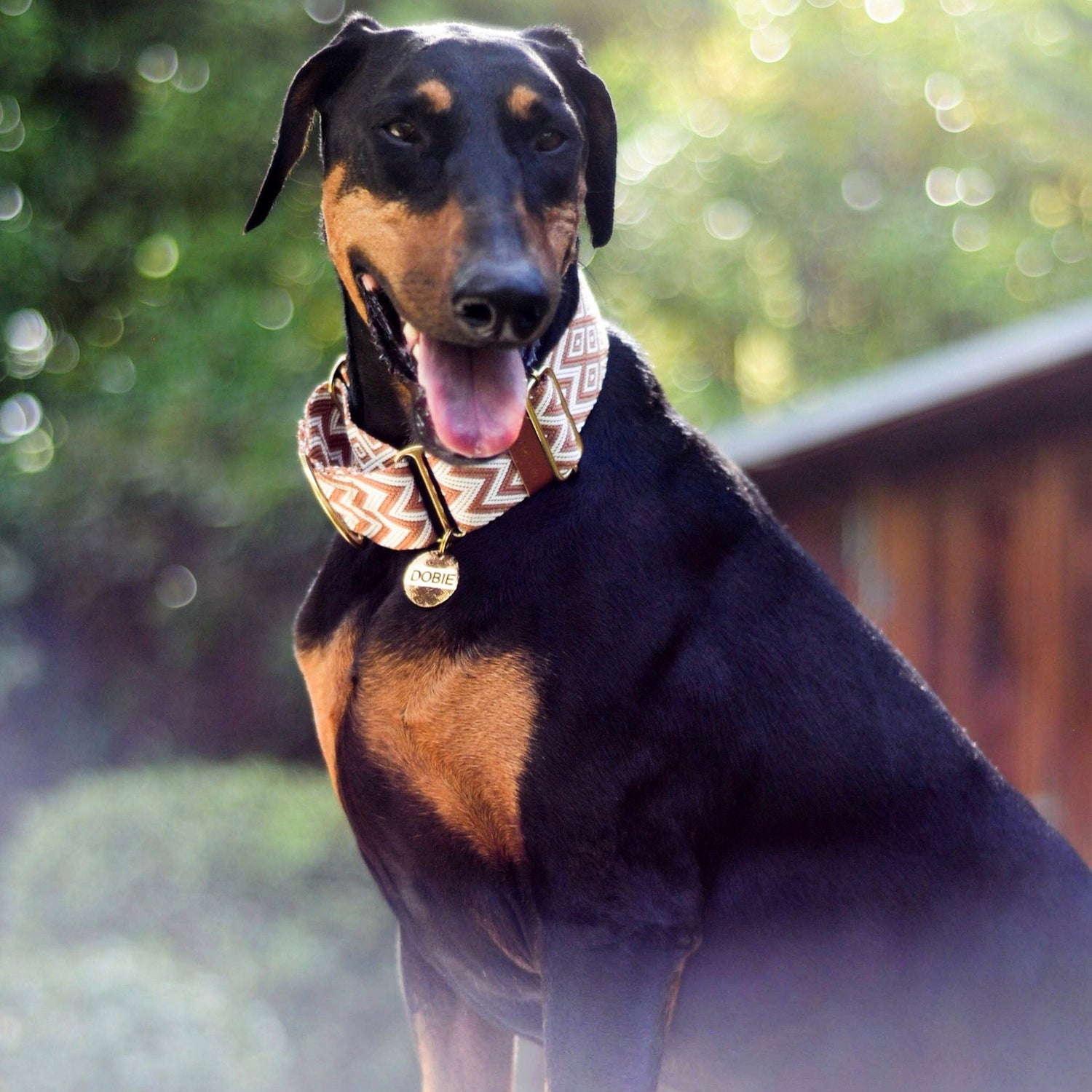 Martingale collar on Doberman