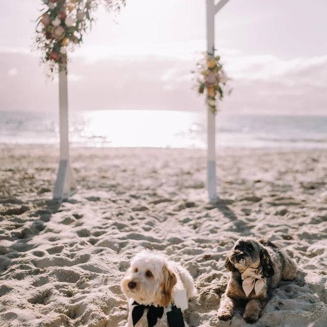 Beige wedding dog bow ties