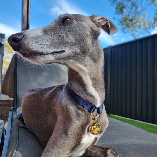 Whippet wearing house collar