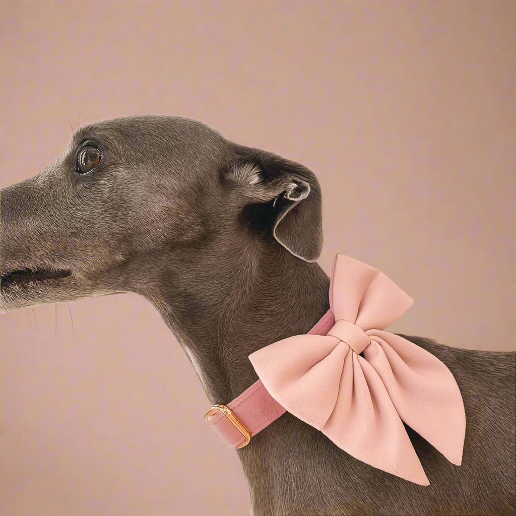 whippet wearing pink collar bowtie for dogs