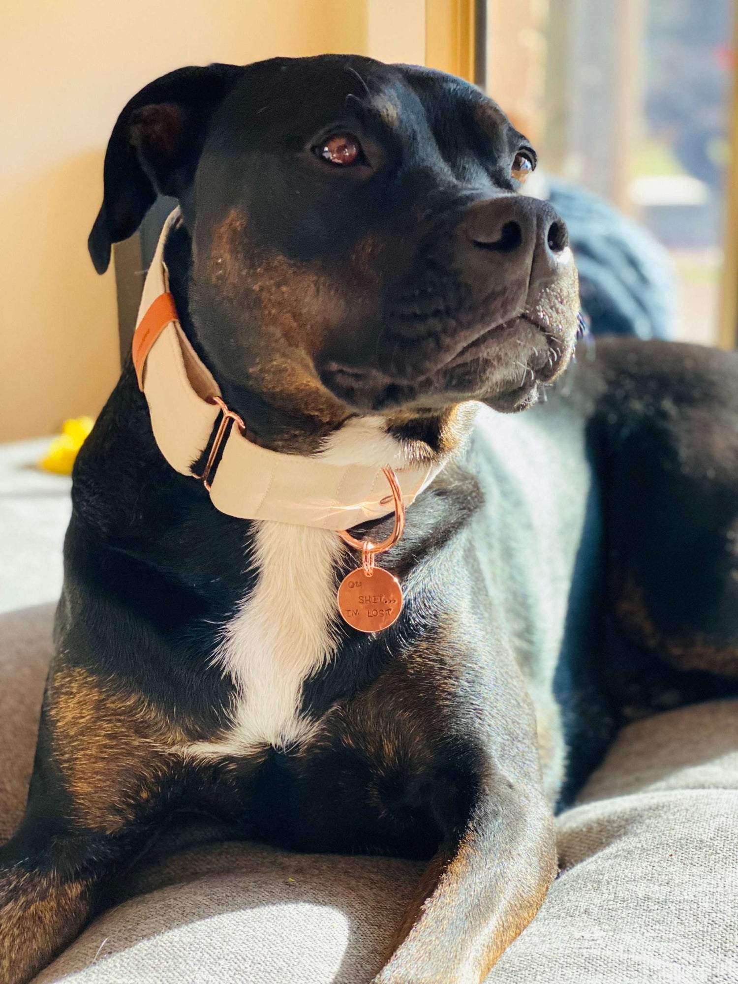 a black and white dog sitting on a bed 